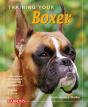 Training Your Boxer - Preview