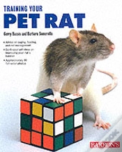 Capa do artigo Training Your Pet Rat