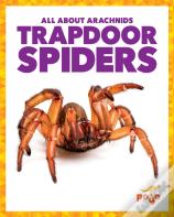Trapdoor Spiders