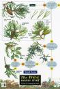 Tree Name Trail - Preview