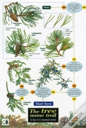 Tree Name Trail