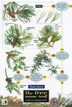 Capa do artigo Tree Name Trail