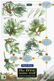 Capa do artigo Tree Name Trail