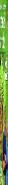 Trees And Shrubs