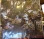 Trees - Vinil - Preview