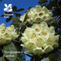 Trengwainton Garden - Preview