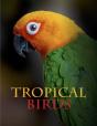 Tropical Birds - Preview