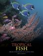Tropical Fish - Preview