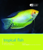Tropical Fish - Preview