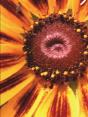 Tulip Tree - Preview