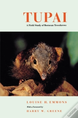 Capa do artigo Tupai