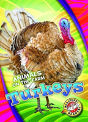 Turkeys - Preview