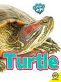 Turtle - Preview