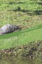 Turtle - Preview