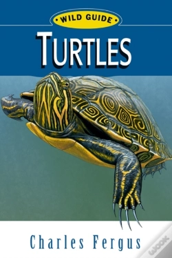 Capa do artigo Turtles