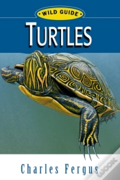 Capa do artigo Turtles