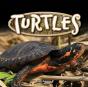 Turtles - Preview