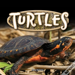 Capa do artigo Turtles