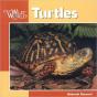 Turtles - Preview