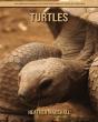 Turtles - Preview