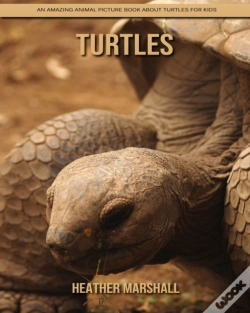 Capa do artigo Turtles