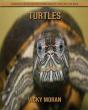Turtles - Preview