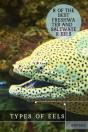 Types ÃÂ¾F Eels - Preview