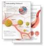 Understanding Cholesterol Study Set Replacement Pads - Preview