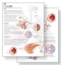 Understanding Copd Study Set Replacement Pads - Preview