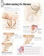 Understanding The Prostate - Preview