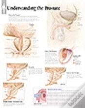 Capa do artigo Understanding The Prostate
