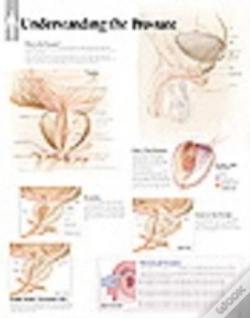 Capa do artigo Understanding The Prostate
