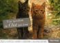 Une Question De Chat Par Jour 2013 - Preview