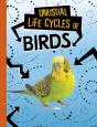 Unusual Life Cycles Of Birds - Preview