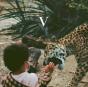 V - Cassete - Preview