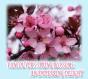 Vancouver'S Spring Blossoms - Preview