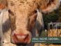 Veau, Vache, Cochon... - Preview