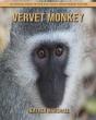 Vervet Monkey - Preview