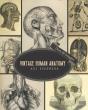 Vintage Human Anatomy Art Ephemera - Preview