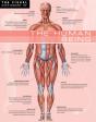 Visual Dictionary Of The Human Being - Preview