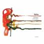 Volta - CD - Preview