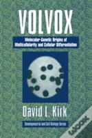 Volvox