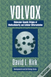 Volvox
