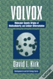Volvox