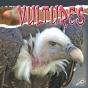 Vultures - Preview