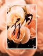 W - Preview