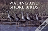 Wading And Shore Birds