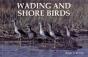 Wading And Shore Birds - Preview