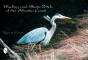 Wading & Shore Birds Of The Atlantic Coast - Preview
