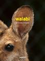 Walabi - Preview
